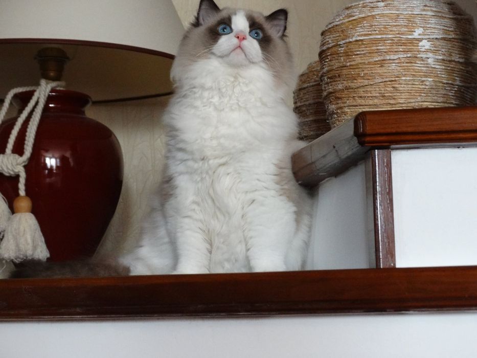 Koty  ragdoll z rodowodem
