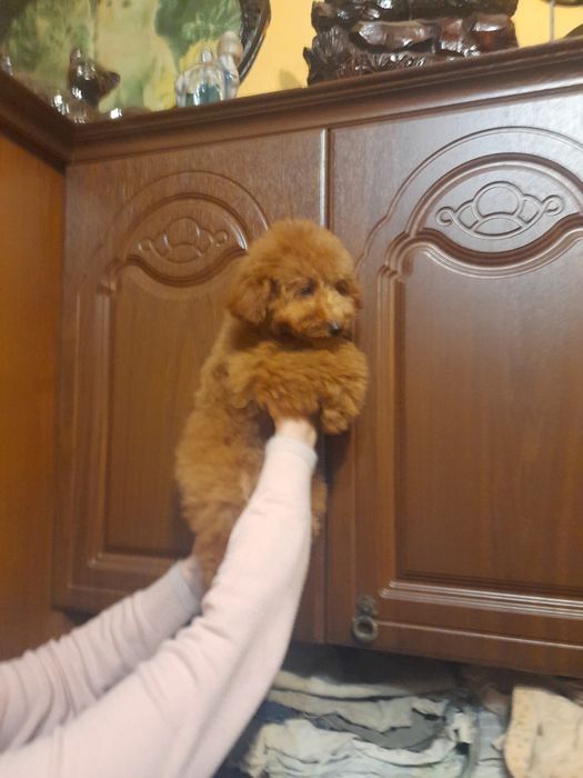 Маленькій той пудєль