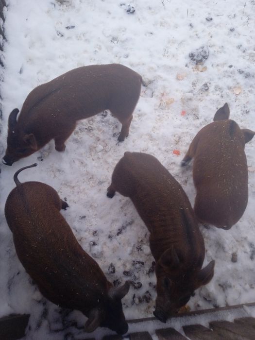 Поросята дюрок.  Селекція Dan Bred. Приймаю замовлення на весну.