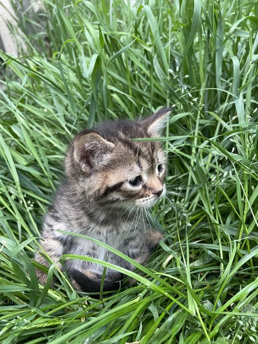 Киця, котики, кішка, котеня