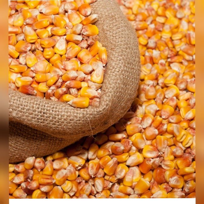 Продам зерно с доставкой по городу и району