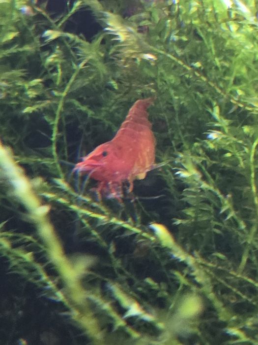 Camarões Neocaridina Fire Red para aquário