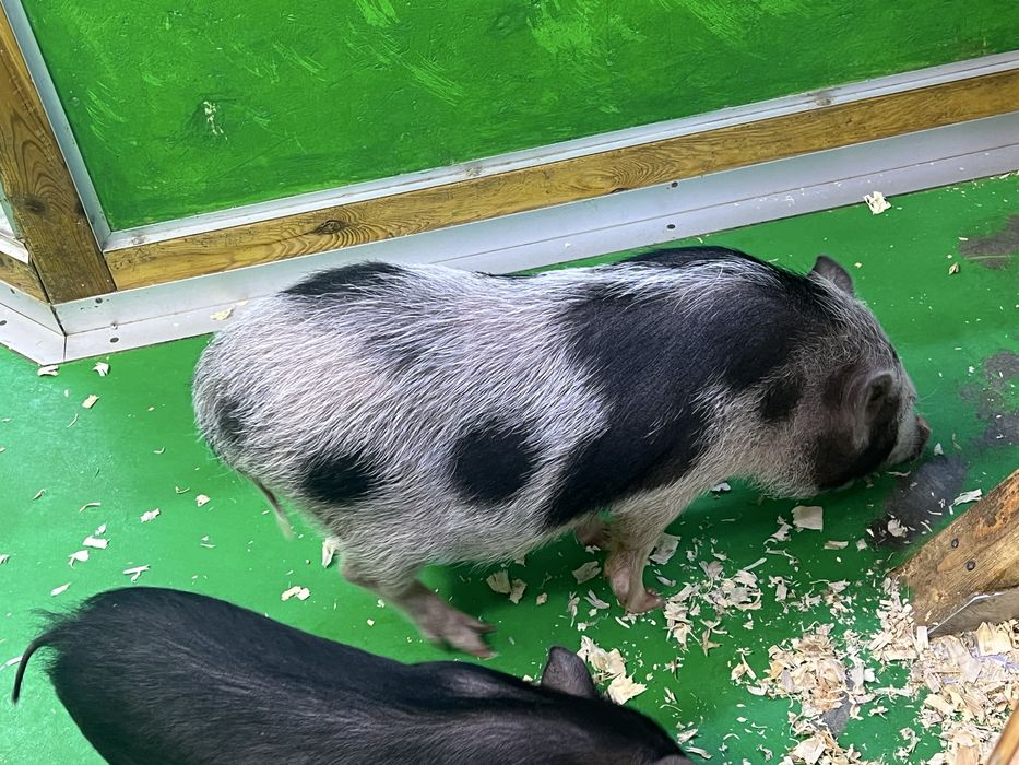 Продам свинок дівчата