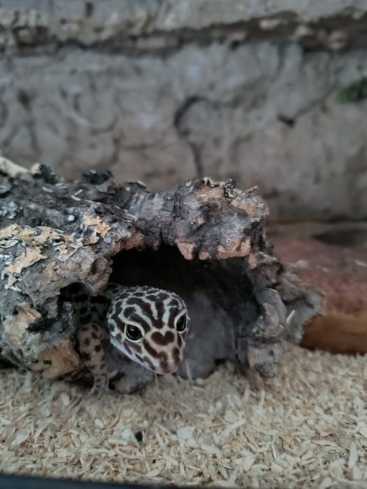 Gekon Lampatci wraz z terrarium