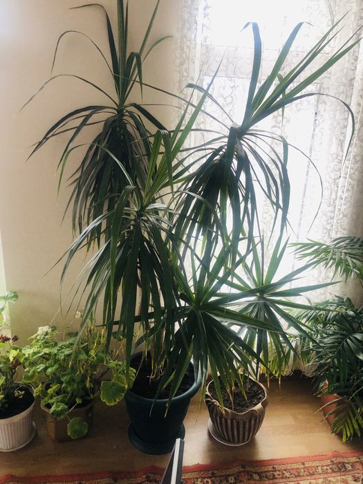 Продается пальма Драцена возраст 4 года