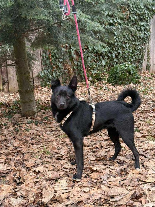 Onyx- adoptuj super psa