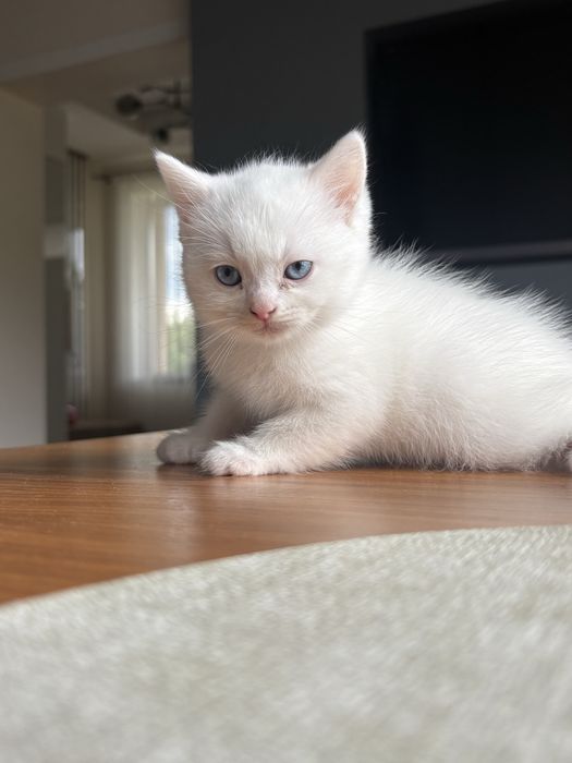 Кошенята британці
