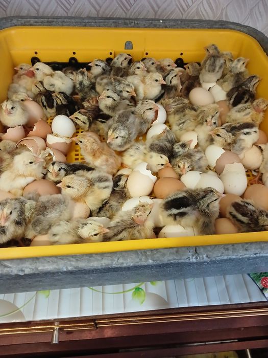 Курчата, на яйце та мясо.