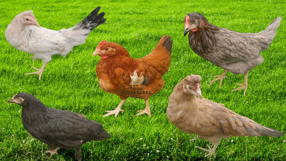 Kury Nioski Kolorowe Rosa Dominant Leghorn Lohman Leghorn