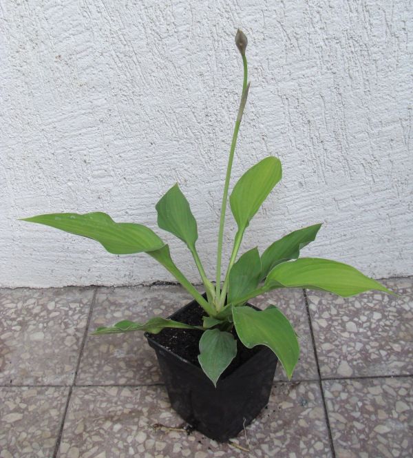 FUNKIA fortunei Aureomaculata - sadzonki w doniczkach