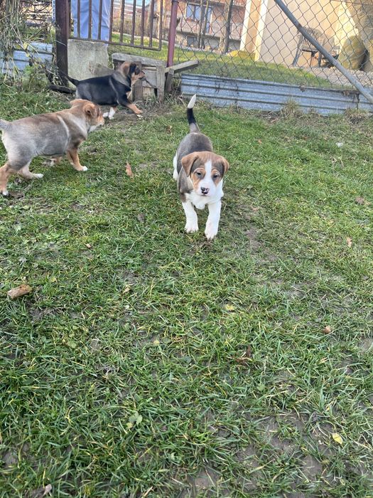 Oddam za darmo suczkę