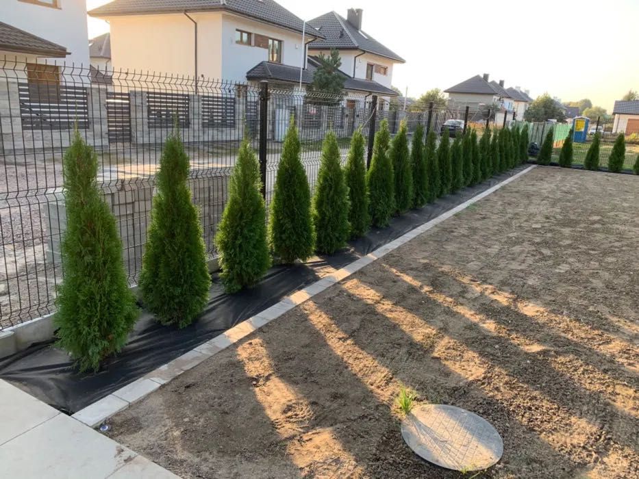 Tuja tuje piękne szmaragd 100-120 cm dowozimy sadzimy