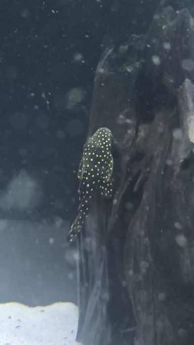 Vendo plecos raros