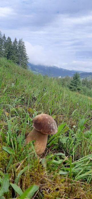 Від власника земельна ділянка під забудову!