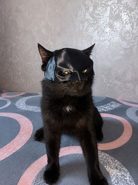 Маска Бетмена для котів