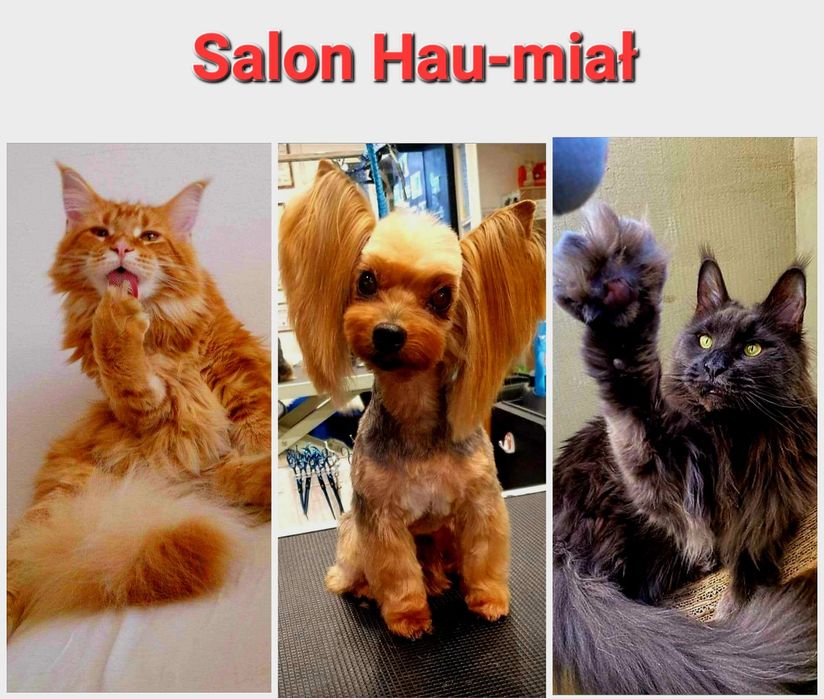 Salon Pielęgnacji Psów i Kotów HAU-MIAŁ