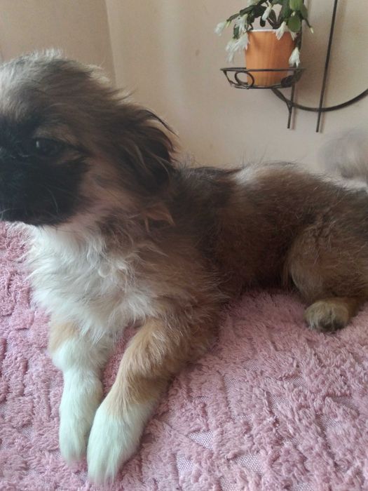 вязка та продаж королевських пекінесів