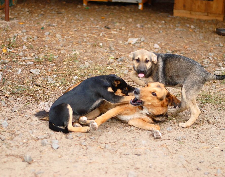 Цуцики в добрі руки