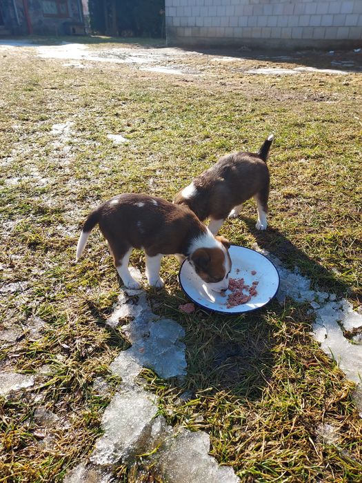 Oddam szczeniaczki w dobre ręce