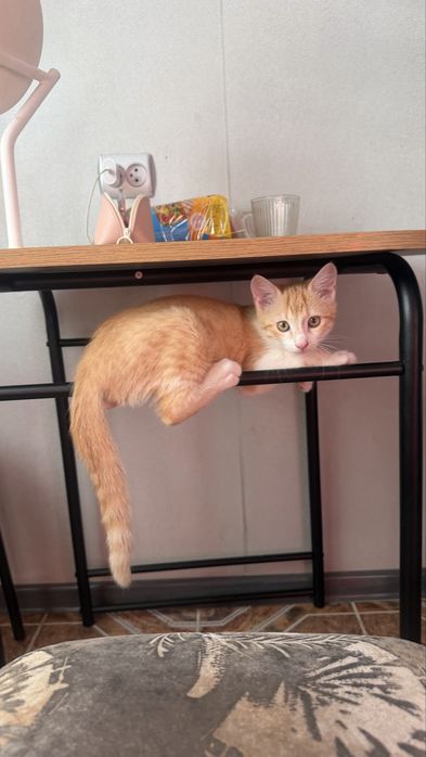 Кошеня кіт котик рудий Паштет