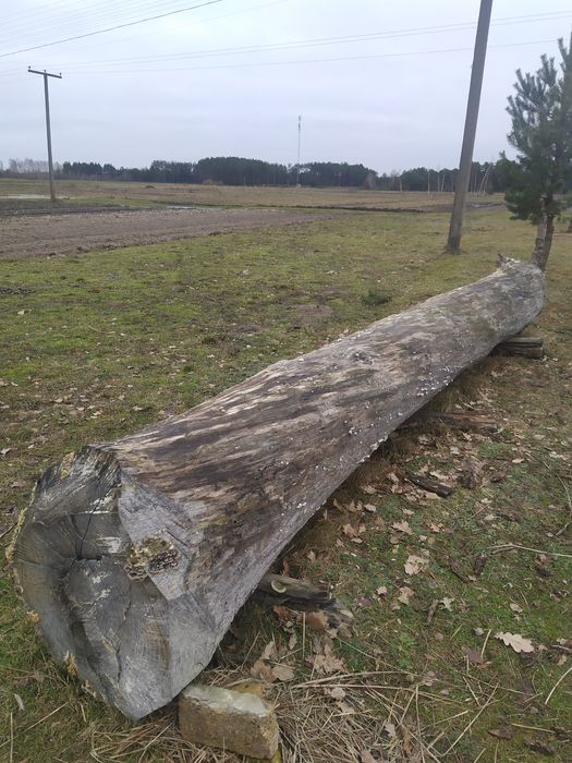 ПРОДАМ ДУБ кругляк