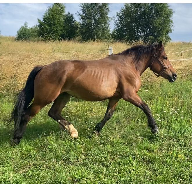 Klacz zimnokrwista 4 latka !!! Gniada