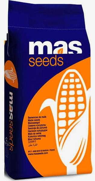 Kukurydza MAS 23m dekalb dkc hr smolice kws