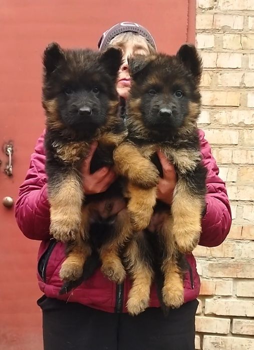 Длинношерстные щенки КСУ FCI