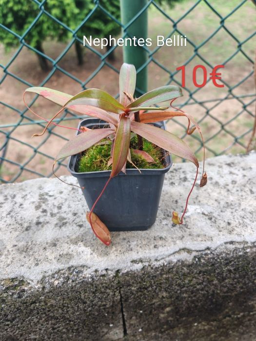 Plantas Carnívoras