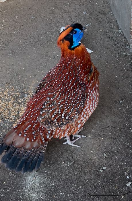 Фазан Теминко