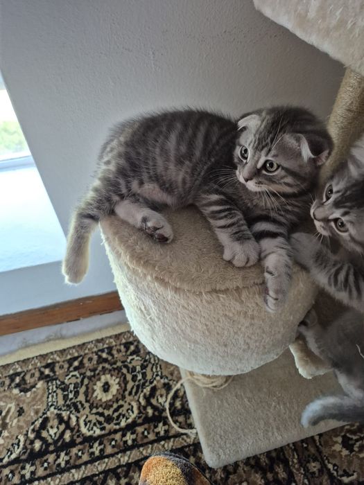 Gatinho Scotish Fold