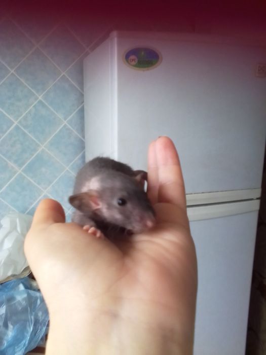 Продам декоративных крысят Рекс и  Дабл рекс
