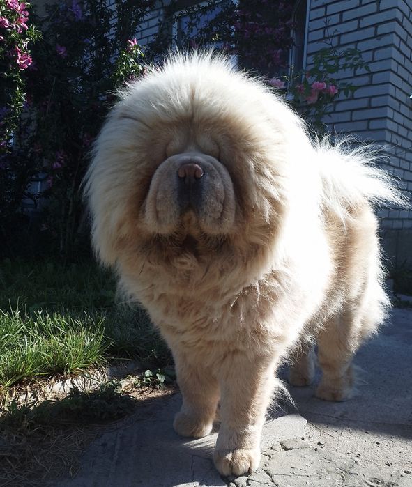 Чау -чау кобель.