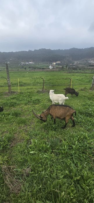 Vendo pequeno rebanho de cabras