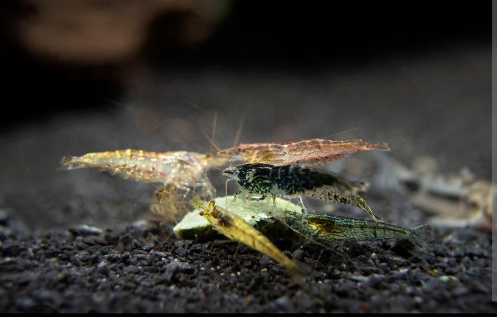 Neocaridinas Wild