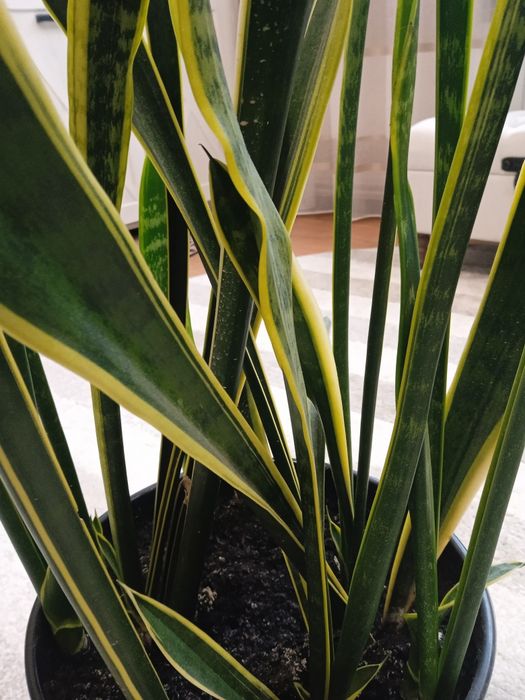 Сансеєверія -невибаглива красуня