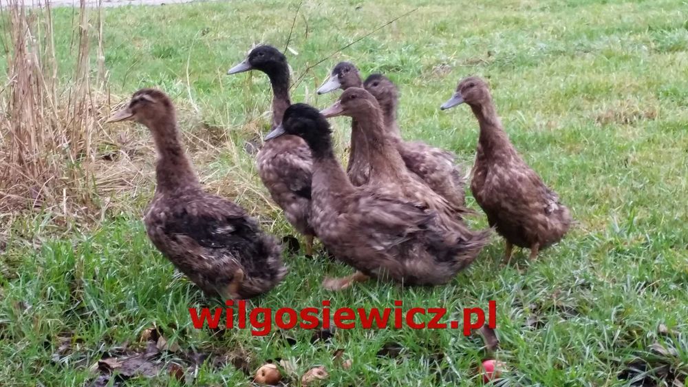 Kaczki młode dowóz gratis