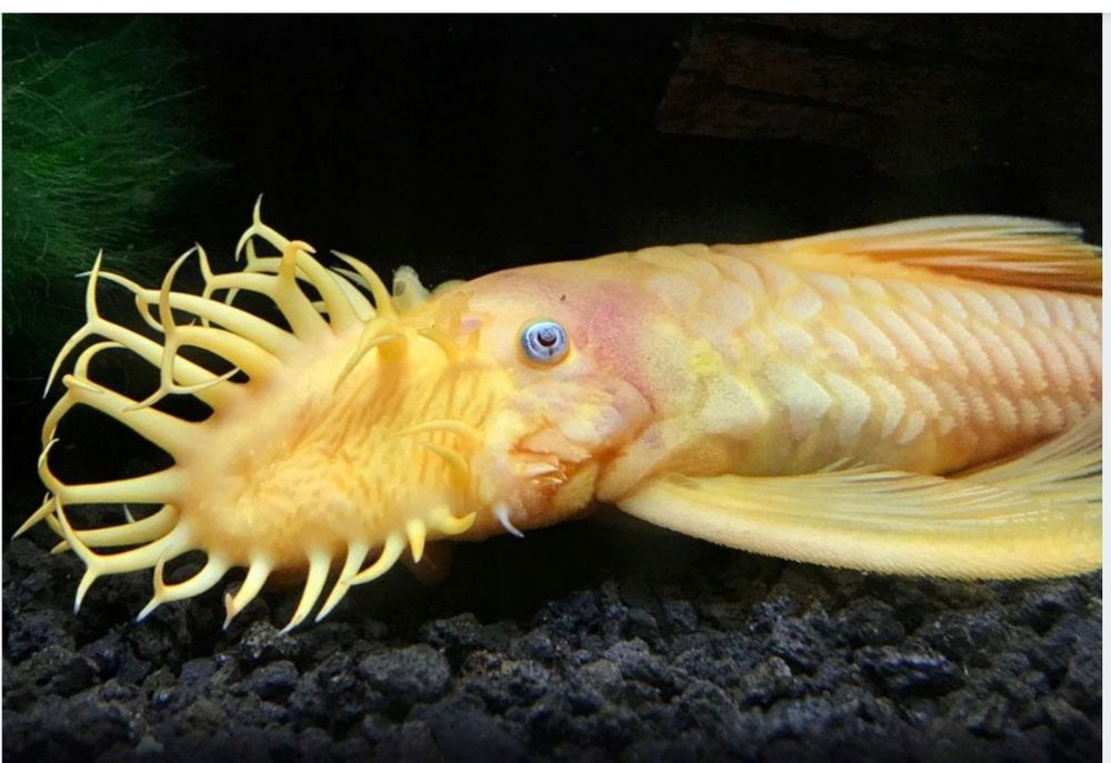 Zbrojnik Glonojad Gold Ancistrus L144 Młode