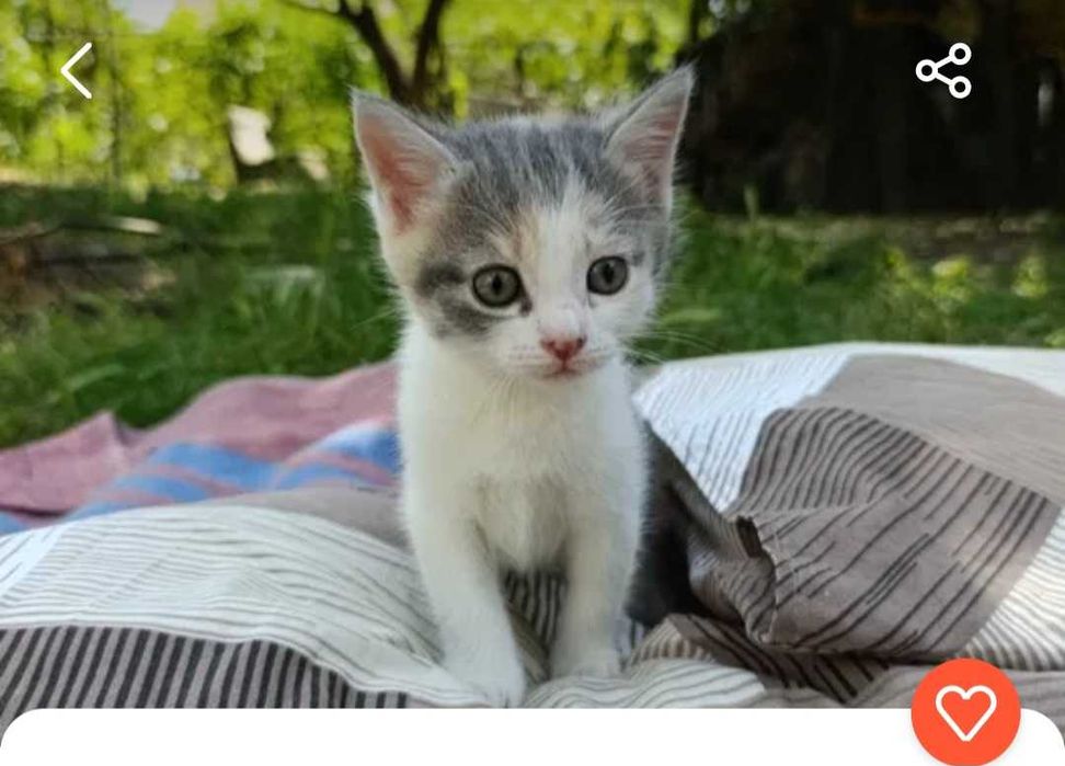 Котеночек девочка