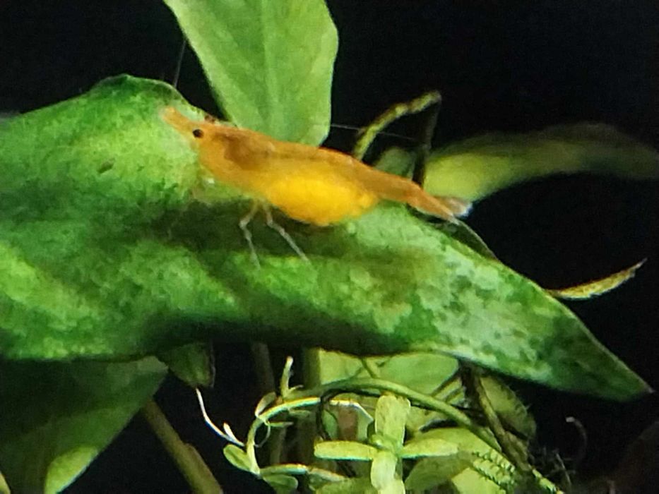 Krewetki neocardina orange