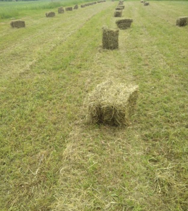 Siano w kostkach swieze