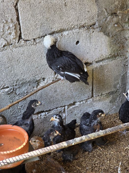 Casal de paduanas pretas com a poupa branca