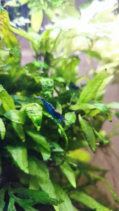 Camarões Neocaridina Blue Dream