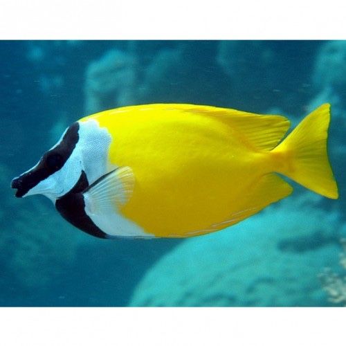 Лисичка Siganus vulpinus морський акваріум