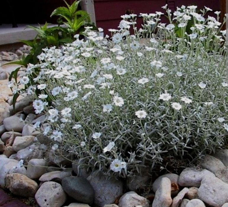 Ясколка белая посвокровные(растет ковром)