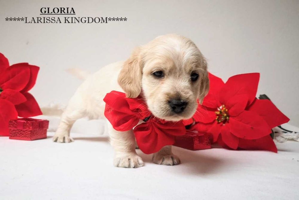 Wyjątkowa Cockapoo  Smooth Coat / Cocker Spaniel + Pudel Mini