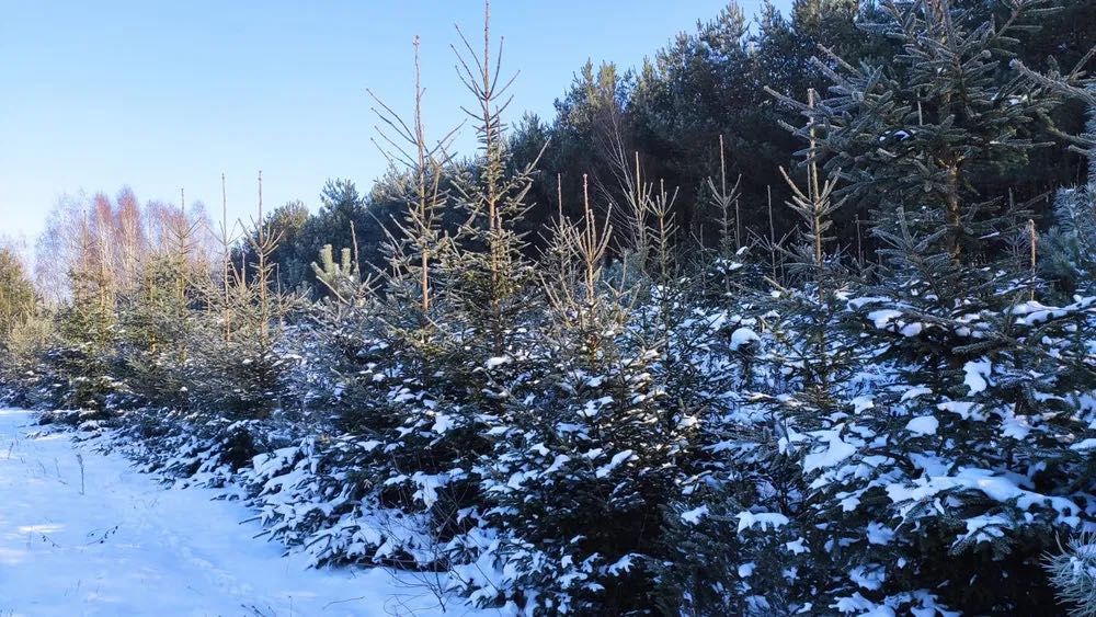 Choinki z plantacji Stara Miłosna