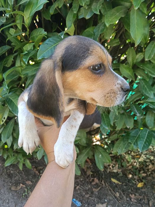 Beagle macho  dois meses