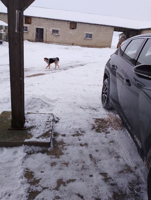 Oddam psy w dobre ręce