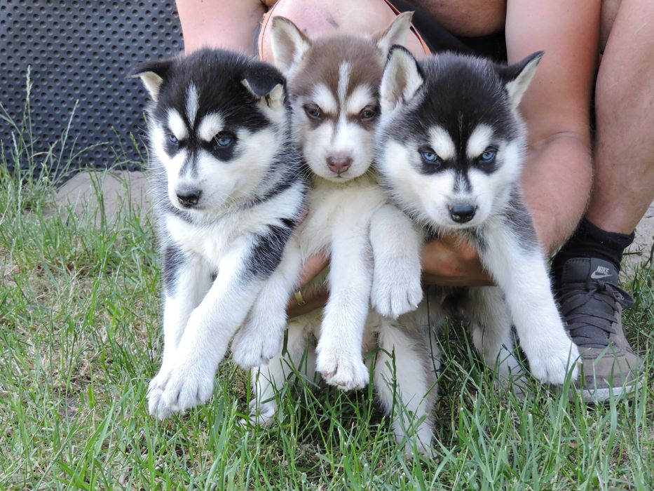 Szczeniak Syberian Husky niebieskooki